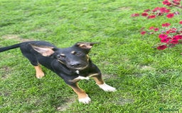 Mixed Breed dogs for adoption: 💙🐶 BAX 🐶💙 - Image 3