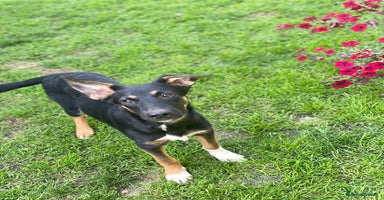 Mixed Breed dogs - Advert 3