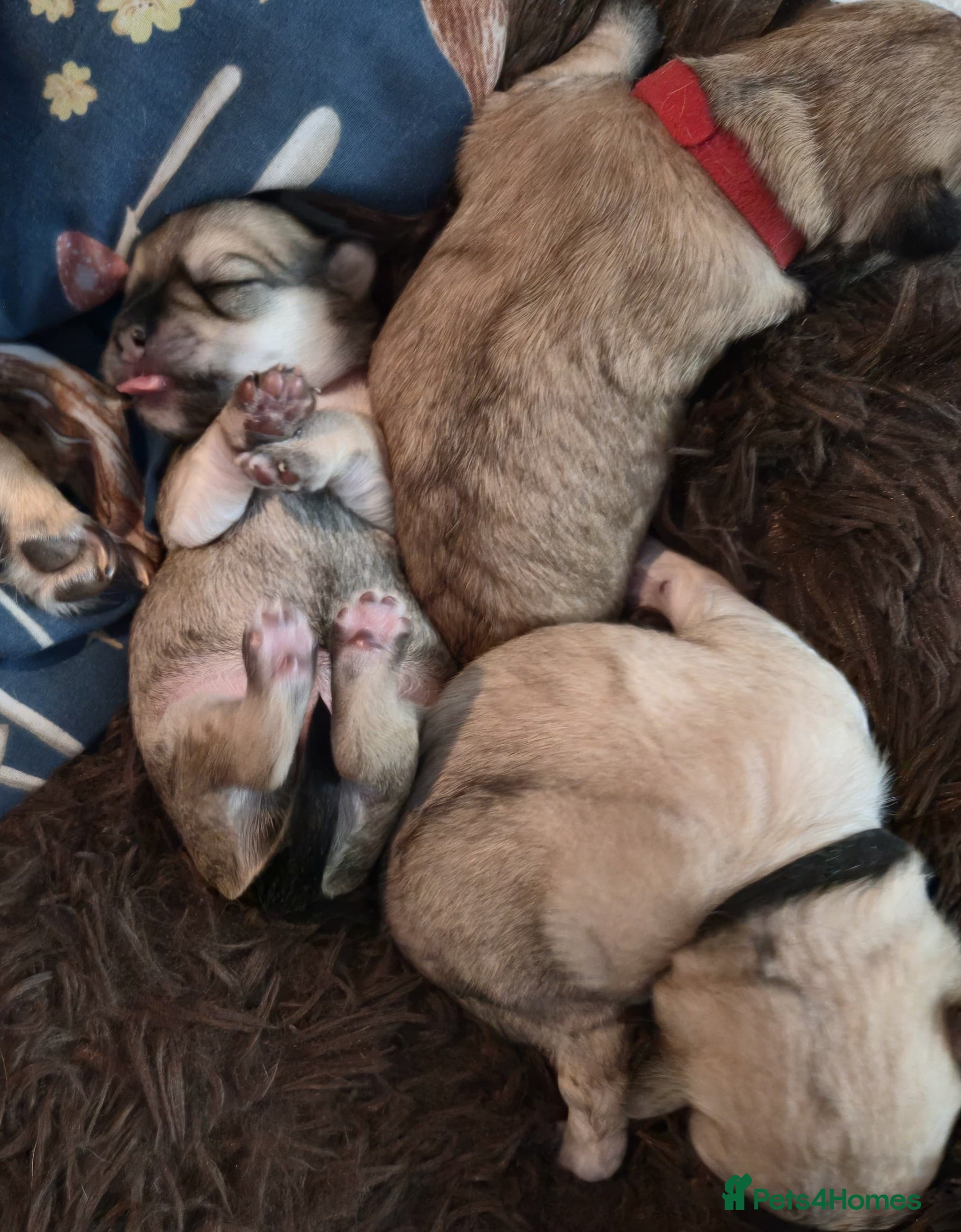 Mixed Breed dogs Maltese x Terrier - Advert 5