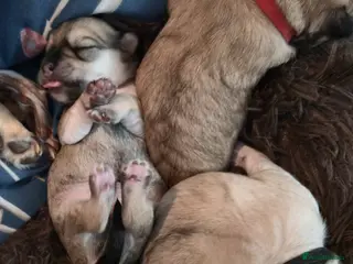 Mixed Breed dogs Maltese x Terrier - Advert 5