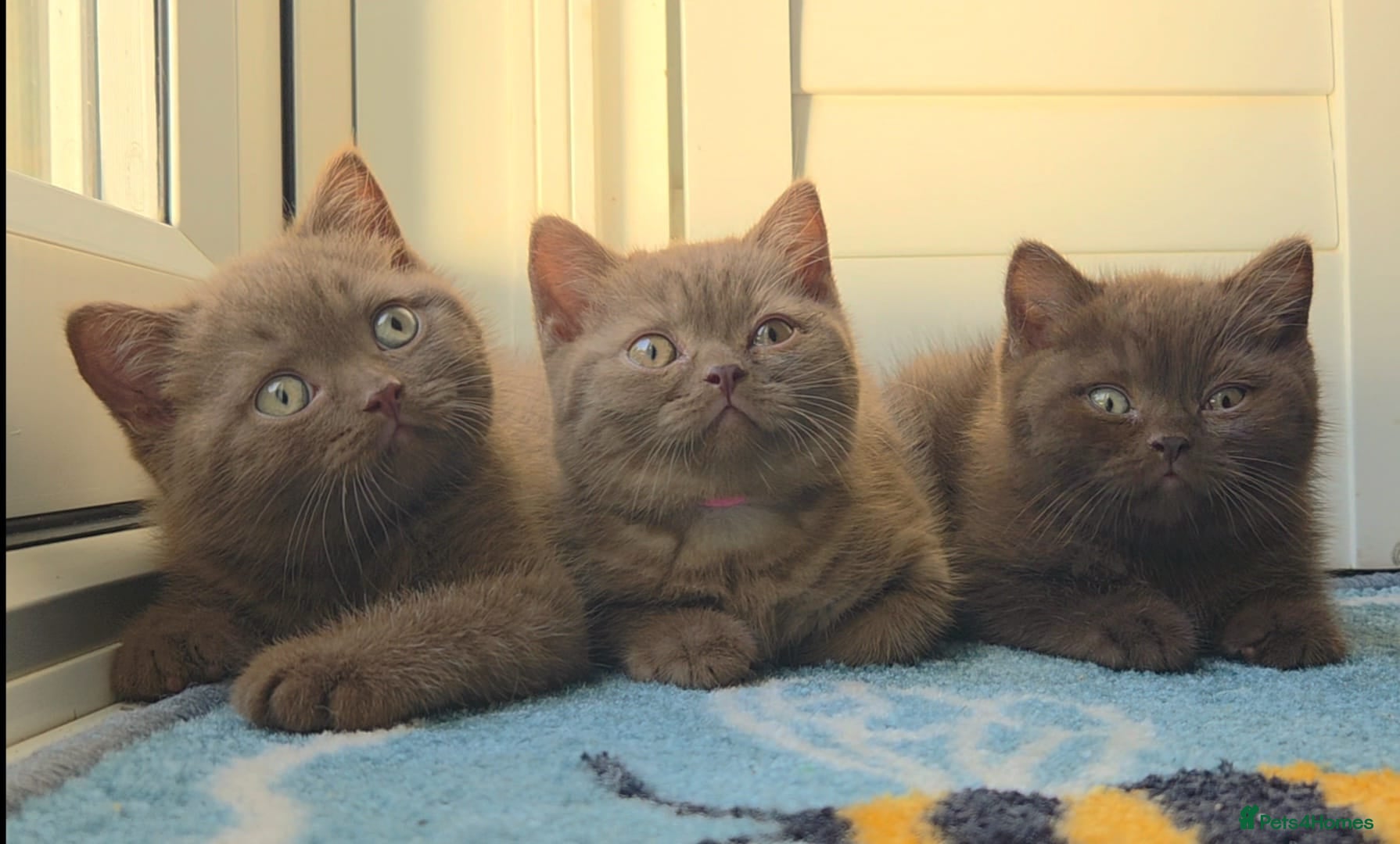 British Shorthair cats for sale: Chocolate & Cinnamon ⭐ British Shorthair Kittens  - Advert 1