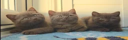 British Shorthair cats for sale: Chocolate & Cinnamon ⭐ British Shorthair Kittens  - Advert 1