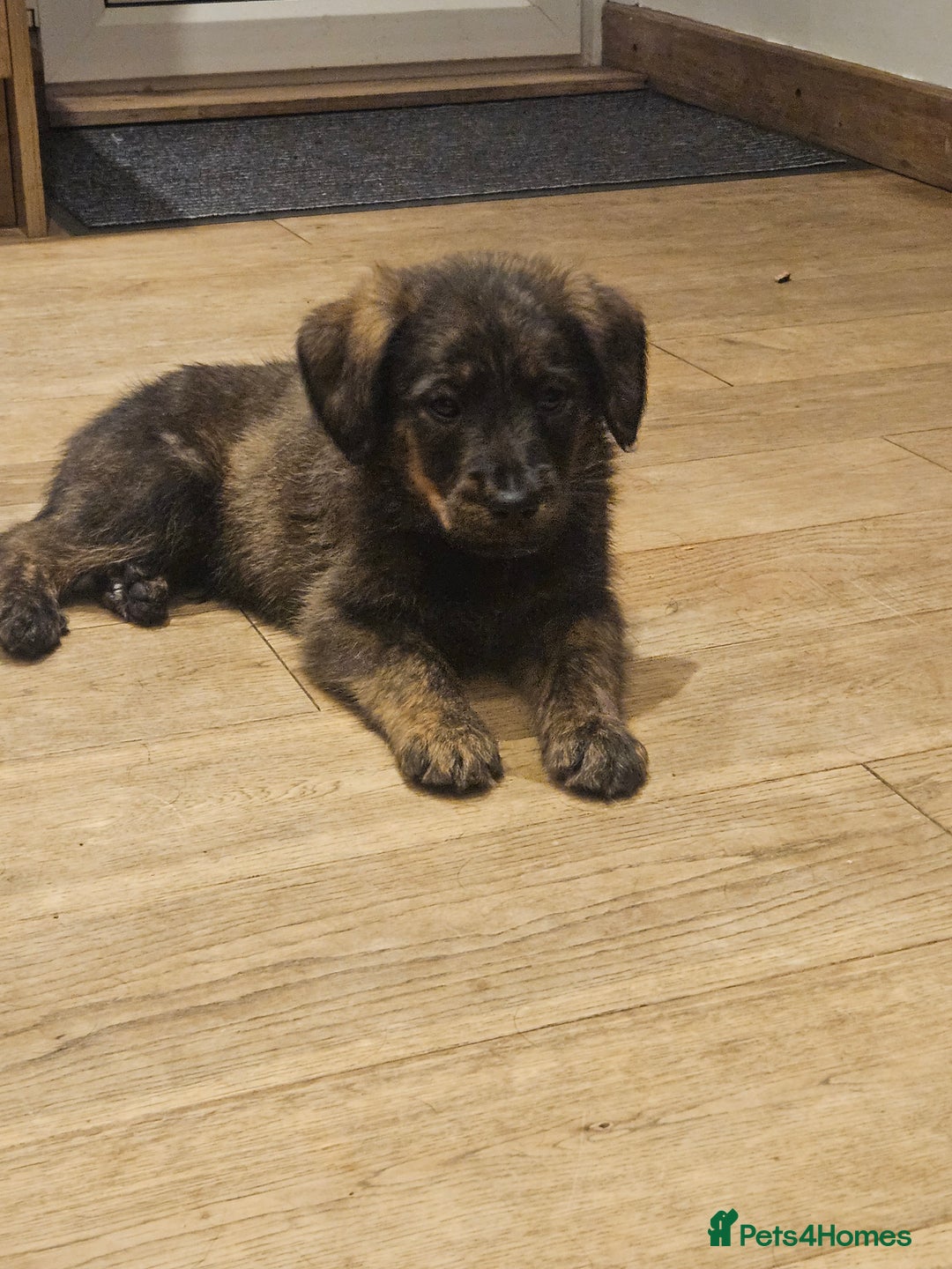 Mixed Breed dogs for sale: Rottweiler x poodle puppies ✨️ready now✨️ - Advert 18