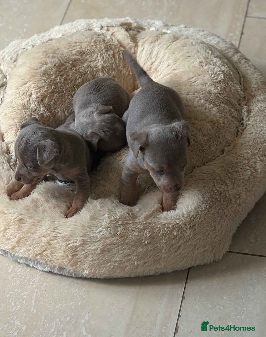 Jack Russell dogs for sale: Jack Russell’s lilac and Tan.  - Image 14