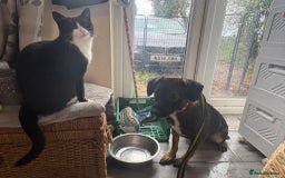 Mixed Breed dogs for adoption: Bubbles - Norwich Norfolk  - Advert 7