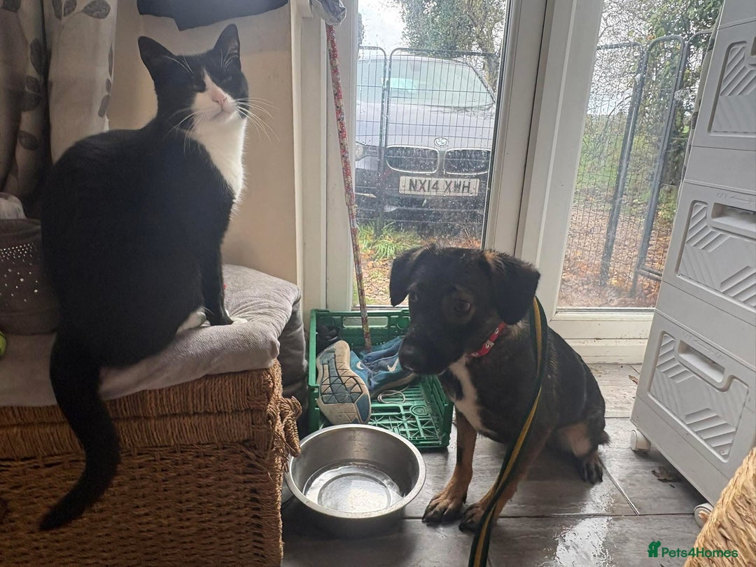 Mixed Breed dogs for adoption: Bubbles - Norwich Norfolk  - Advert 7
