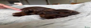 Cocker Spaniel 2