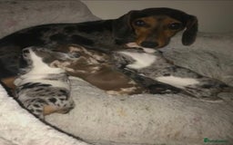 Miniature Dachshund dogs for sale: STUNNING MINIATURE DACHSHUND PUPPIES FOR SALE - Image 5