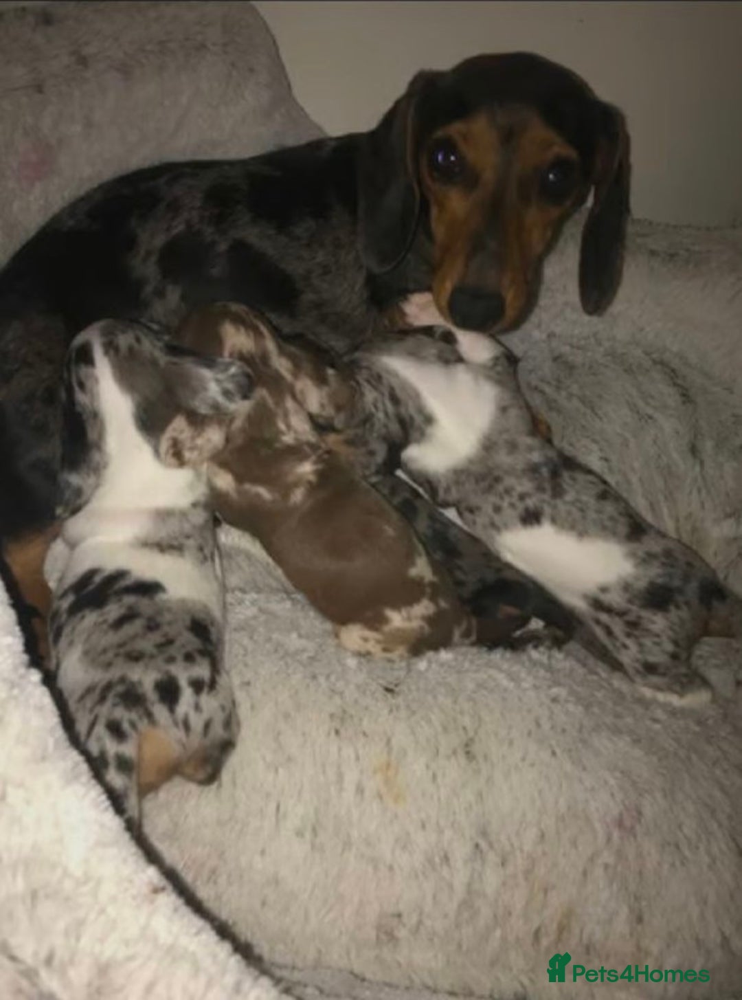 Miniature Dachshund dogs for sale: STUNNING MINIATURE DACHSHUND PUPPIES FOR SALE - Image 5