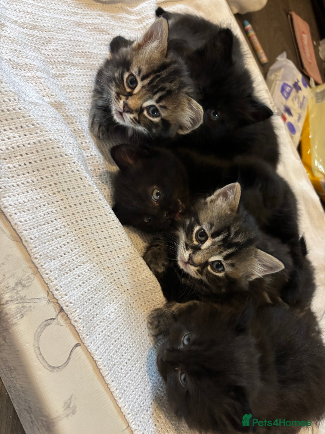 Mixed Breed cats for sale: Ragdoll/domestic shorthair  - Image 10