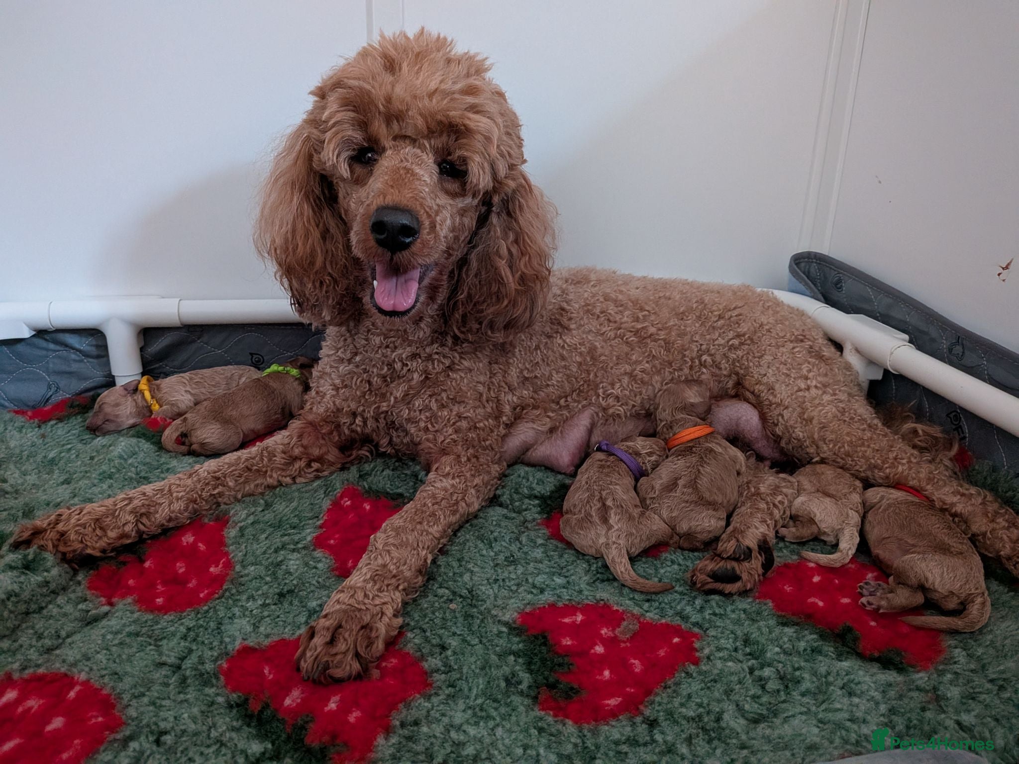 Miniature Poodle dogs KC Registered Red & Apricot Miniature Poodles - Advert 1