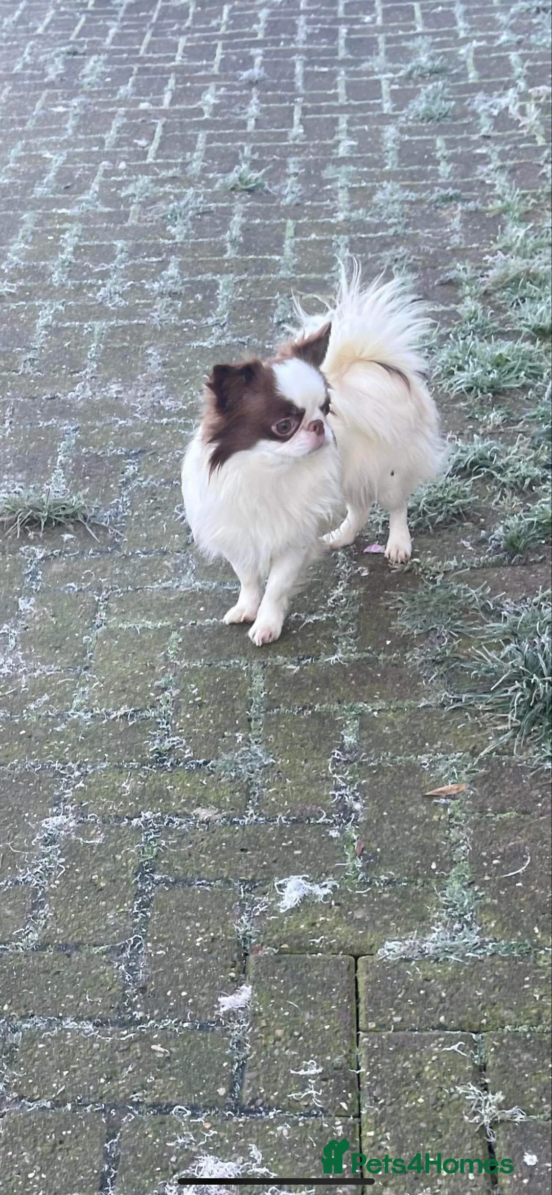 Chihuahua dogs for stud: Stunning Thailand stud boy  in Doncaster - Advert 2