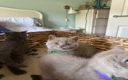British Shorthair cats for sale: LAST 2 FEMALE kittens British shorthair kittens  in Maidstone - Image 5
