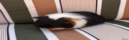Guinea Pig rodents for sale: Male guinea pigs - Advert 2