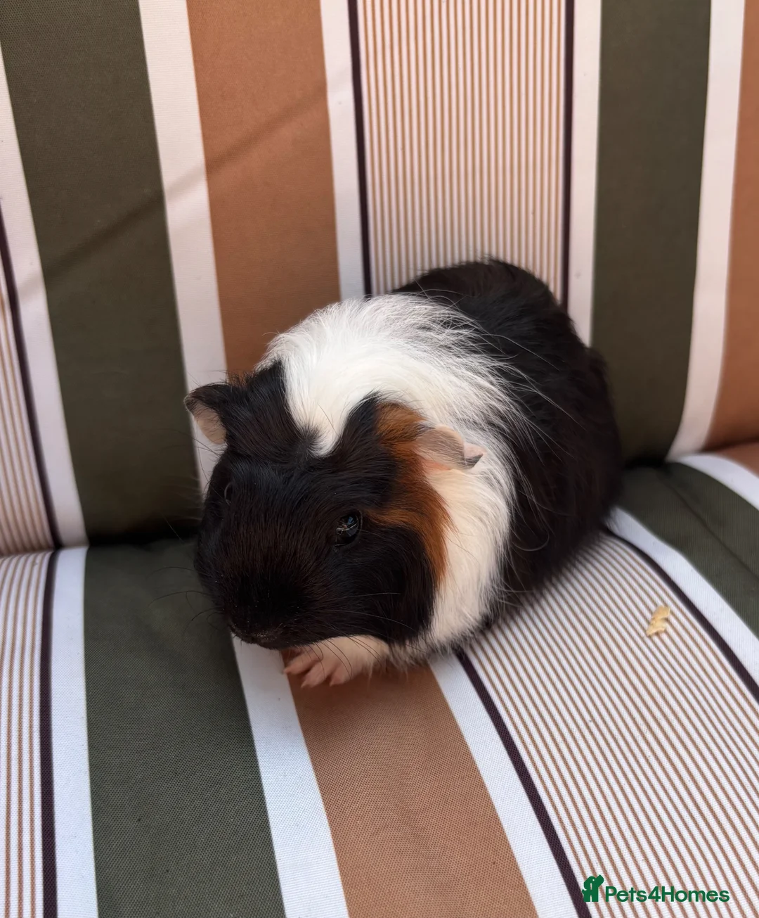 Guinea Pig rodents for sale: Male guinea pigs - Advert 2