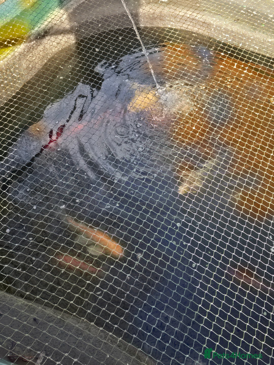 Koi Carp fish for sale: koi carp x4 - Advert 2