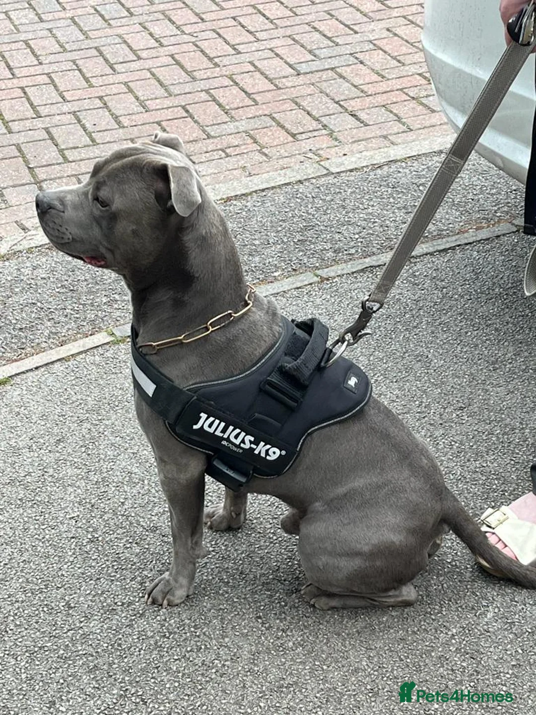 Staffordshire Bull Terrier dogs for stud: Stud for breeding in Ilkeston - Advert 5