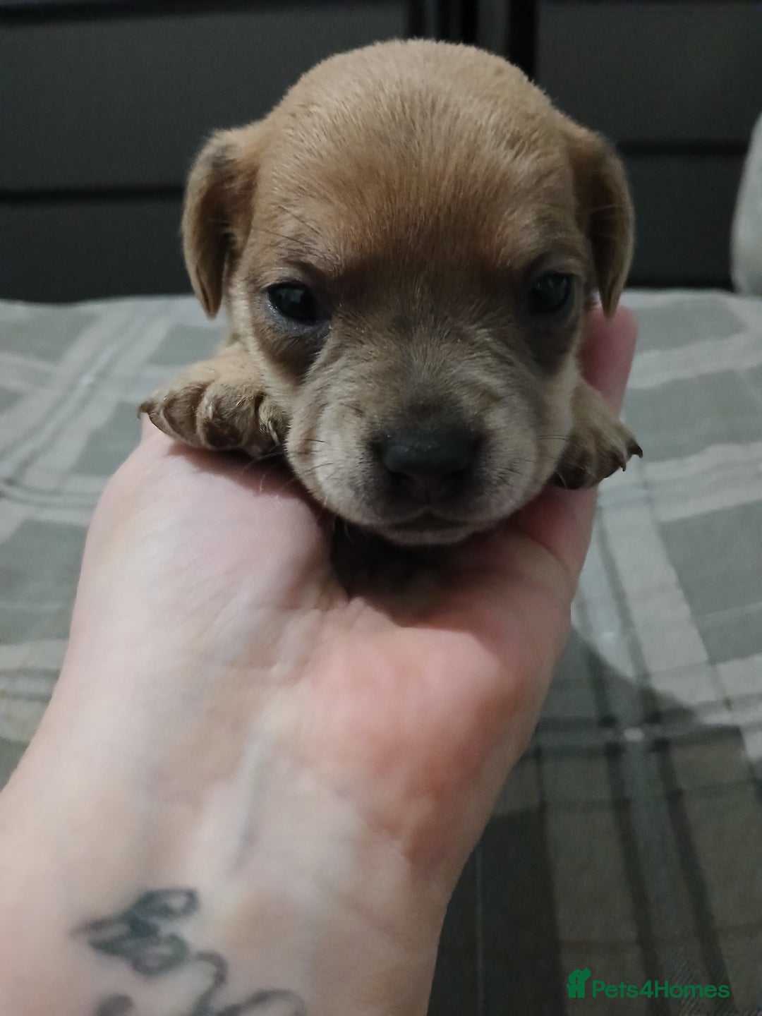 Mixed Breed dogs for sale: French dash pups  - Advert 4