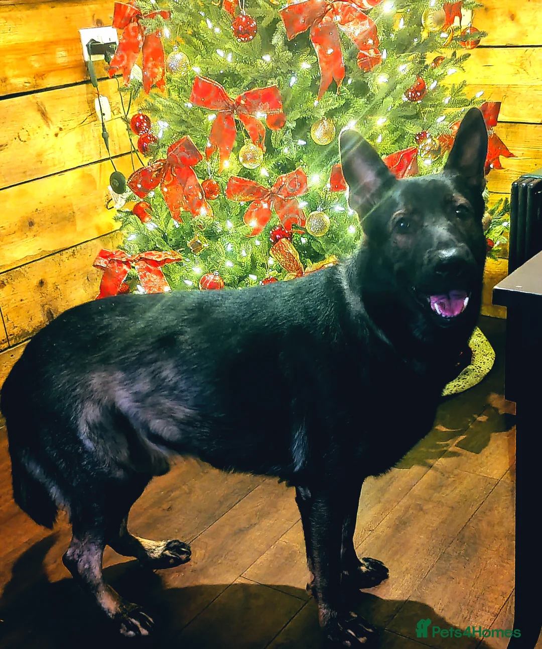 German Shepherd dogs for stud: KENSESQUI SIMBA (Simba) - Advert 4