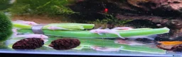 Plecos fish for sale: Snow White Bristlenose Short Fin Plecos - Advert 4