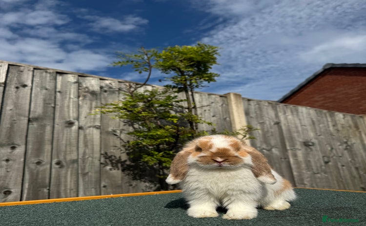 Mini Lop rabbits - Advert 1