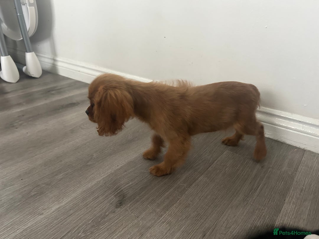 Cavalier King Charles Spaniel dogs for sale: Ruby female fully vaccinated ready now   - Image 18