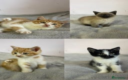 British Shorthair cats for sale: Four kittens ready to go (prices vary) - Image 1