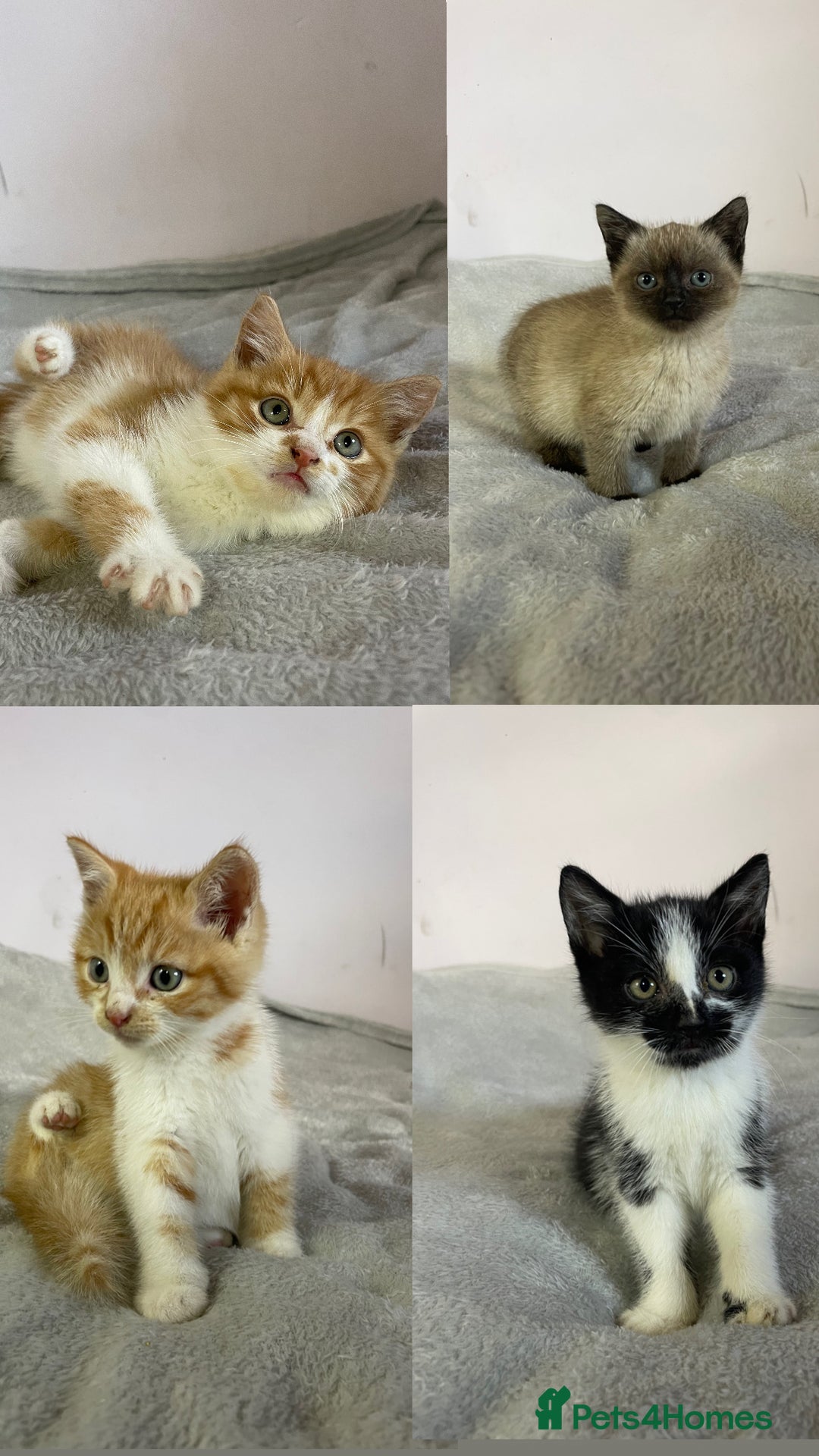 British Shorthair cats for sale: Four kittens ready to go (prices vary) - Image 1