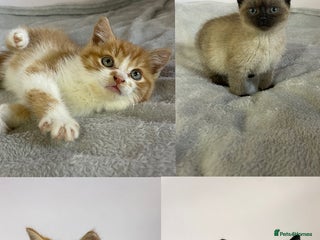 British Shorthair cats - Advert 5