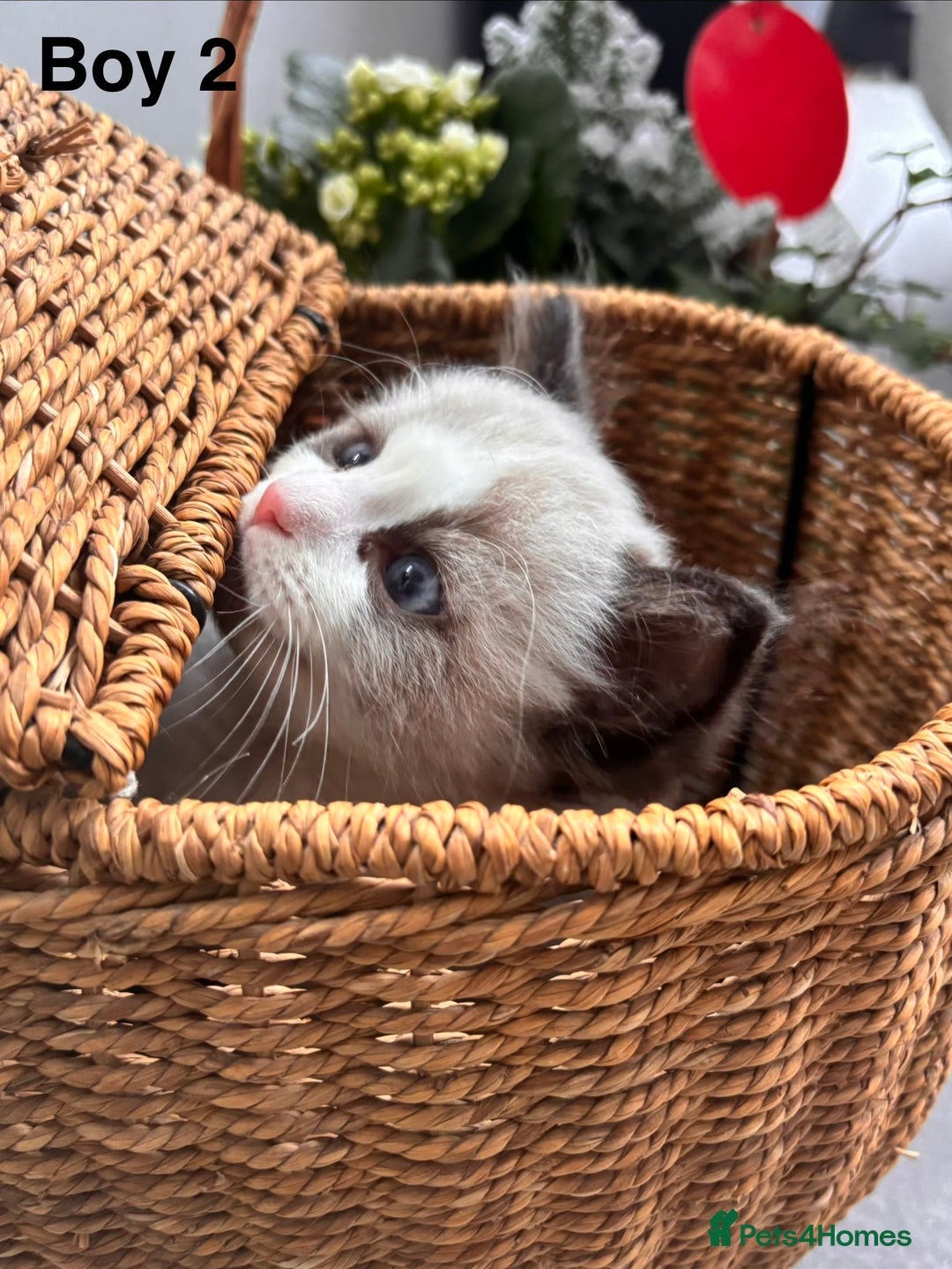 Ragdoll cats for sale: Adorable Ragdoll kitten available  - Advert 3