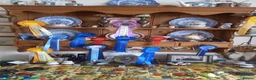 Yorkshire Terrier dogs for sale: Gorgeous Yorkshire Terrier Girl Puppies - Advert 2