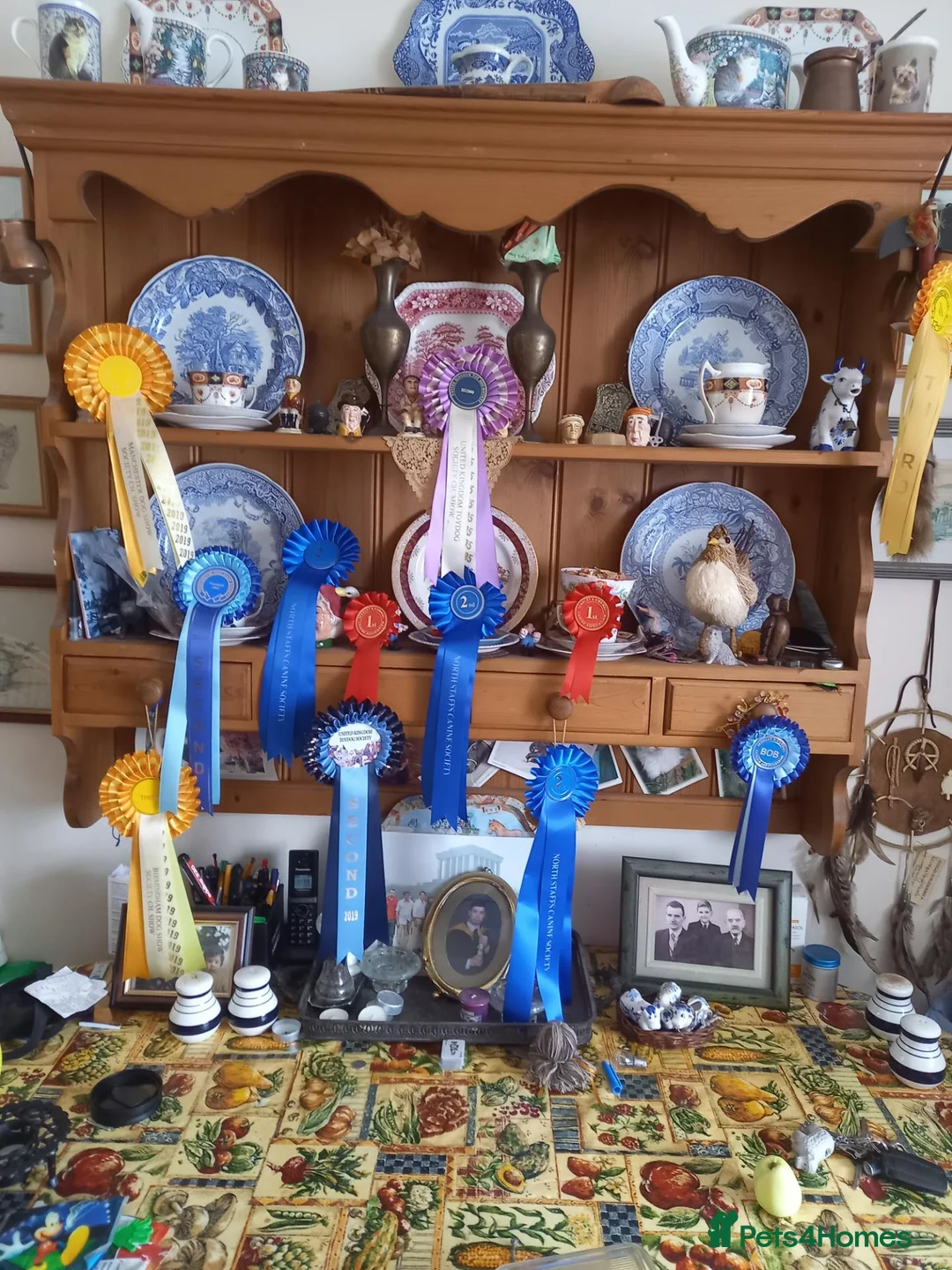 Yorkshire Terrier dogs for sale: Gorgeous Yorkshire Terrier Girl Puppies - Advert 2