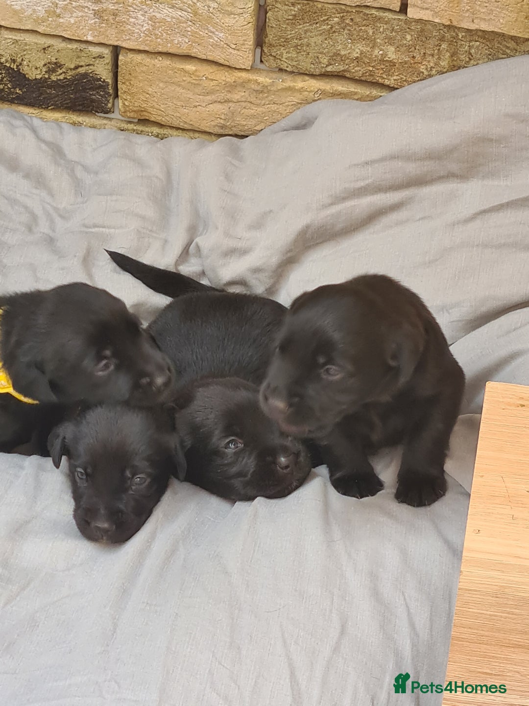 Borador dogs for sale: Male Borador Pups - Image 10