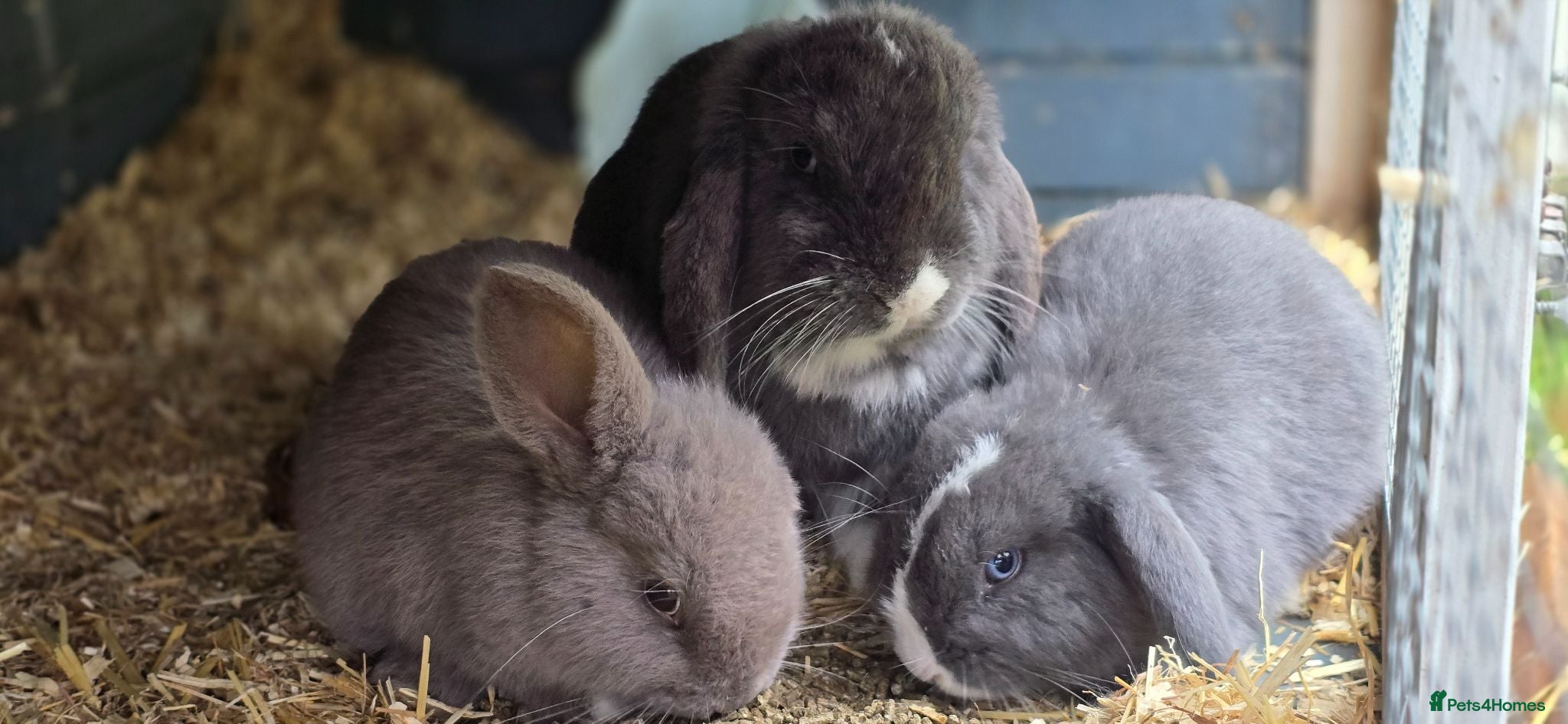 Mini Lop rabbits Gorgeous mini lops for sale - Advert 1