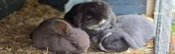 Mini Lop rabbits for sale: Gorgeous mini lops for sale - Advert 1