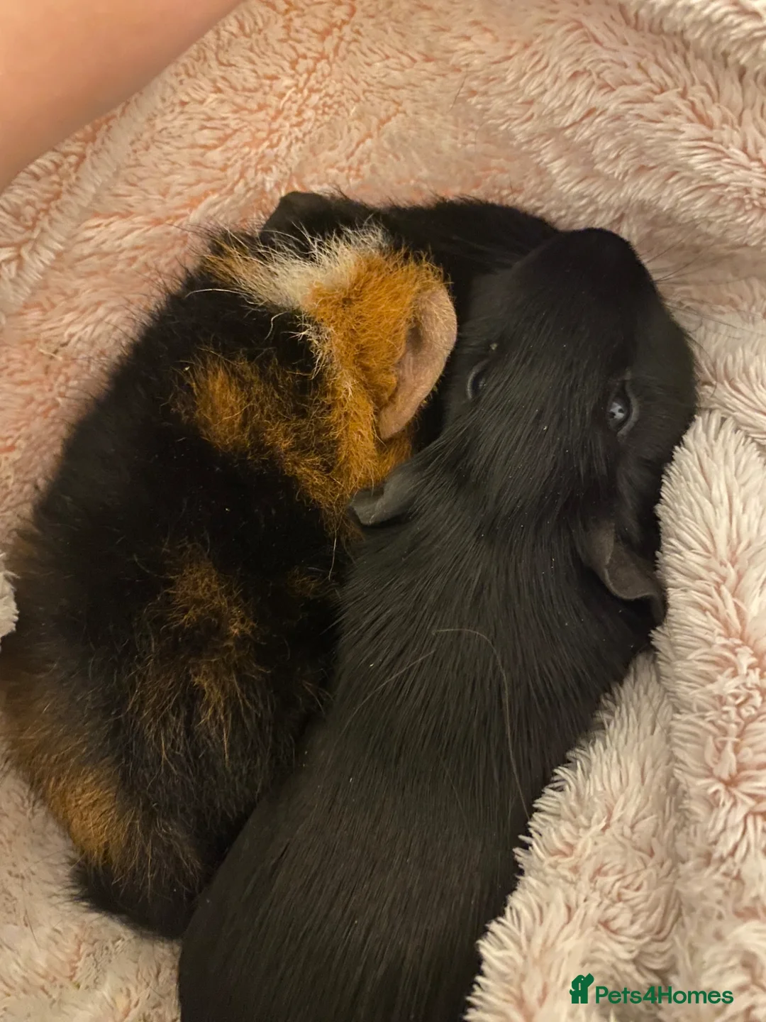 Guinea Pig rodents for sale: Two male guinea pigs in Peterborough - Advert 1