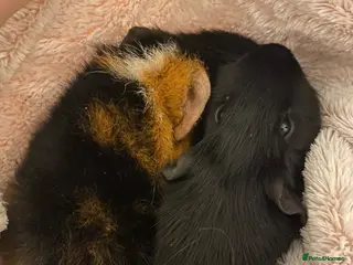 Guinea Pig rodents Two male guinea pigs - Advert 13