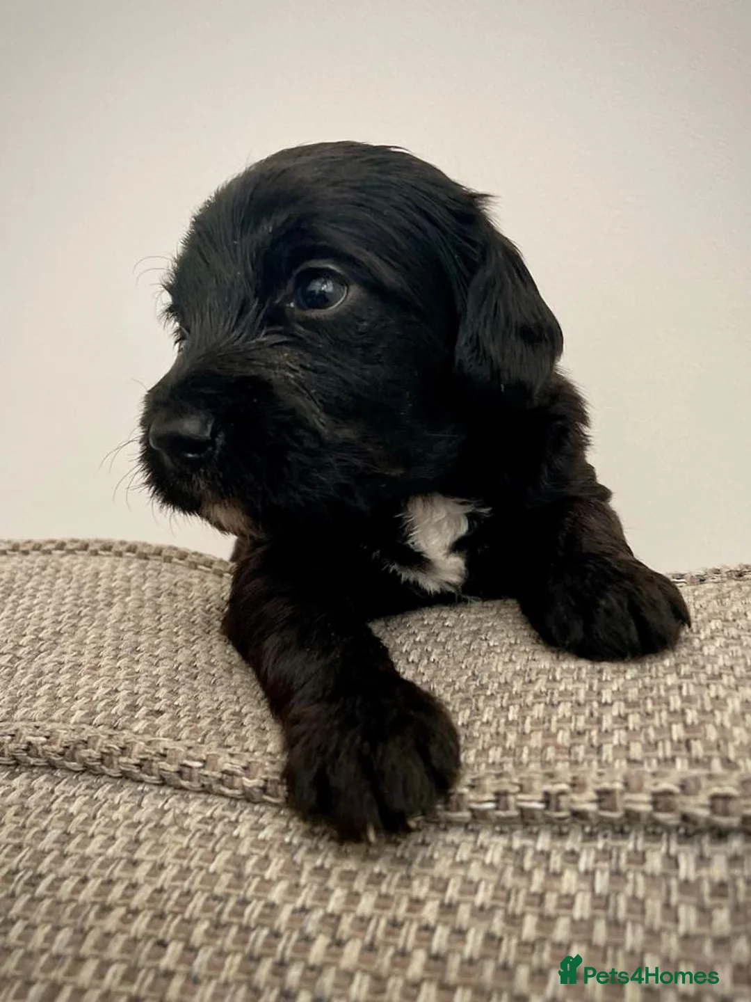 Cockapoo dogs for stud: Cockapoo Stud Dog (PROVEN) in Maidstone - Advert 15