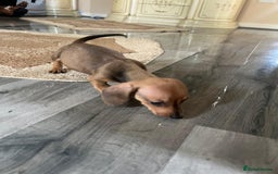 Dachshund dogs for sale: Dachshund puppies for sale - Image 8