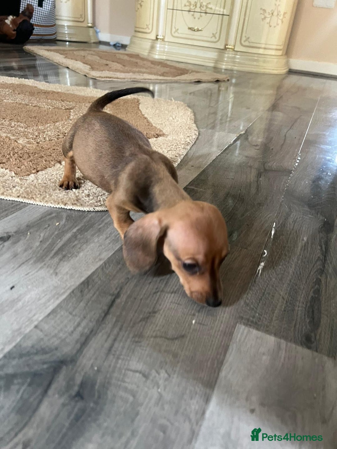Dachshund dogs for sale: Dachshund puppies for sale - Image 8