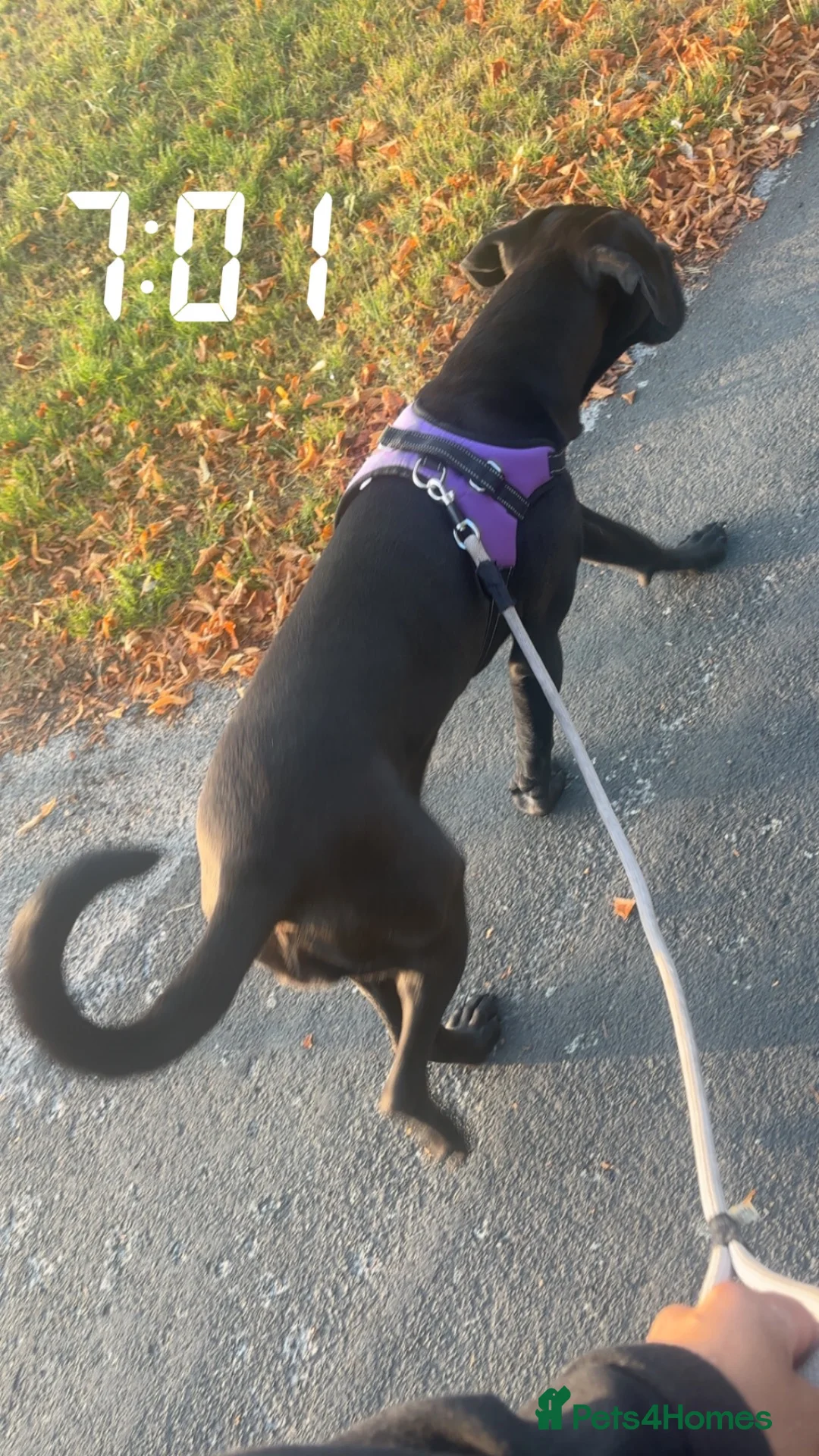 Cane Corso dogs for sale: Cane corsa female in Chesterfield - Advert 2