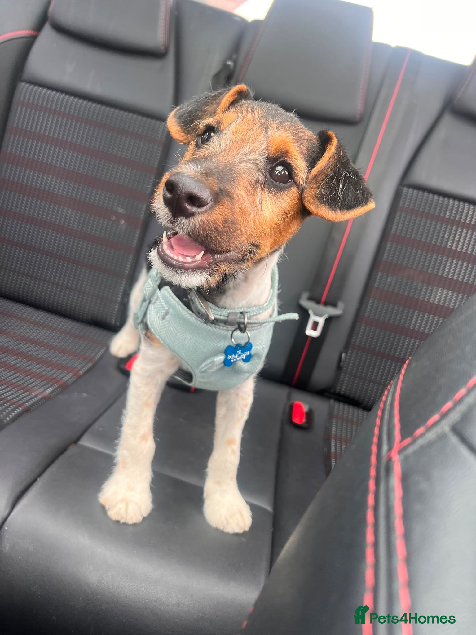 Mixed Breed dogs Patterdale x Fox Terrier’s Puppy  - Advert 1