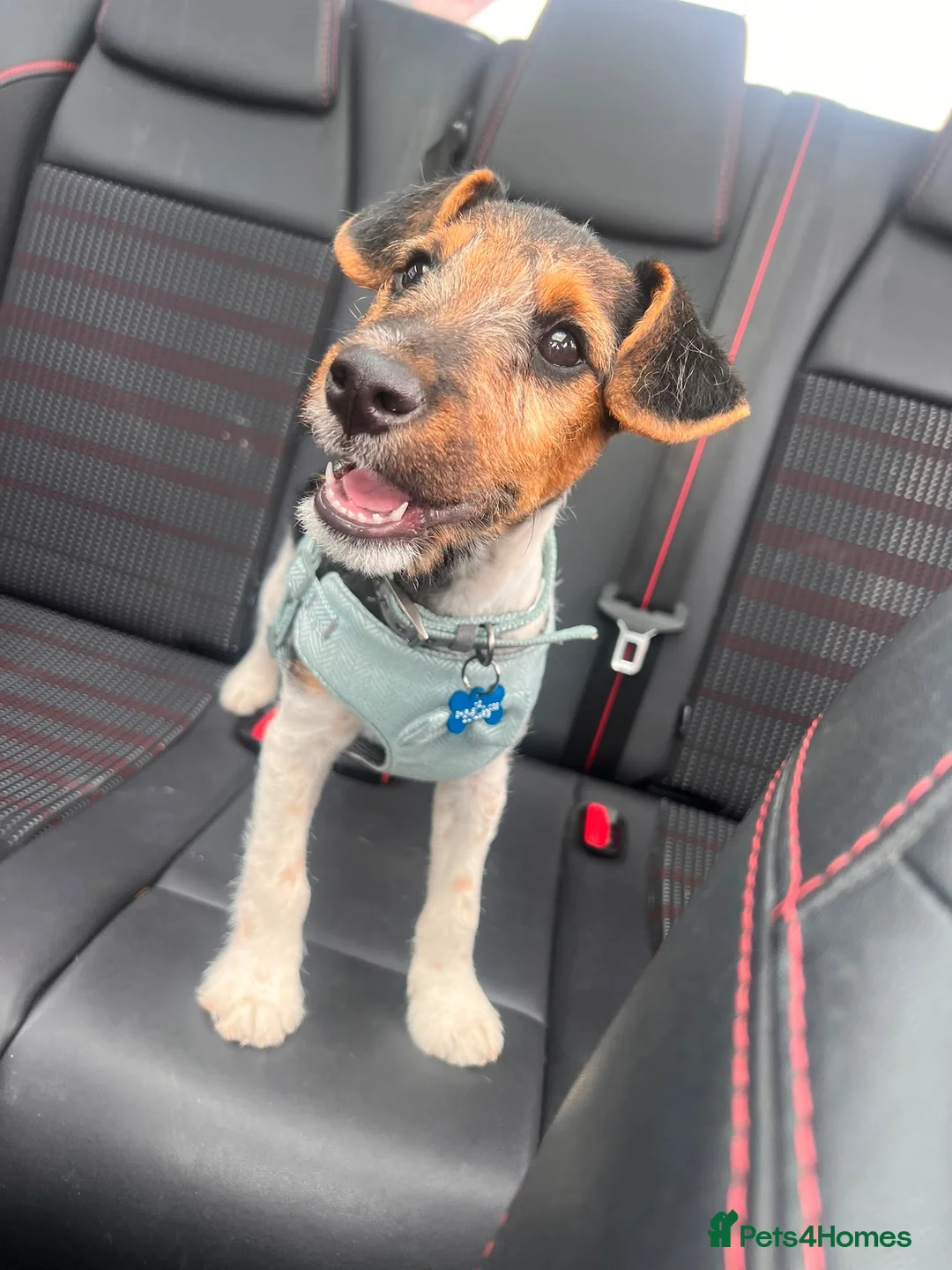 Mixed Breed dogs for sale: Patterdale x Fox Terrier’s Puppy  - Advert 1