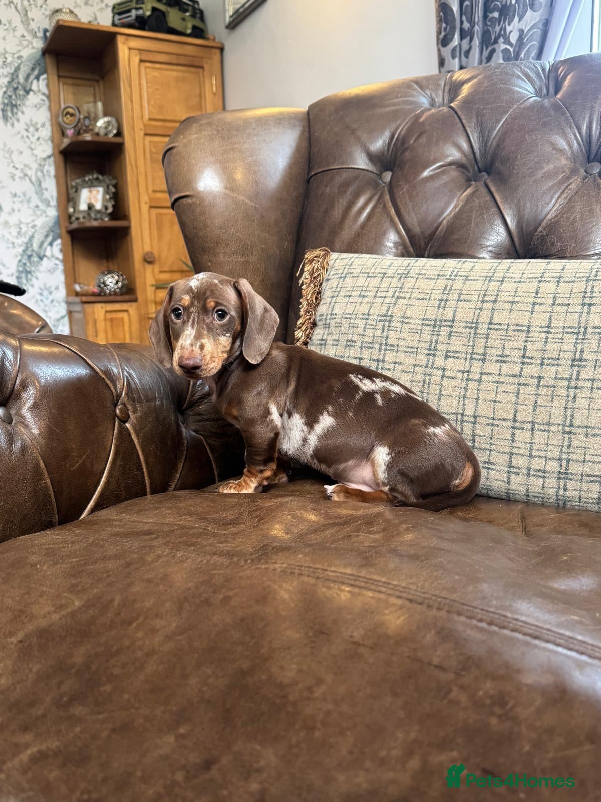 Dachshund dogs Miniature Dachshund Puppies - Advert 2
