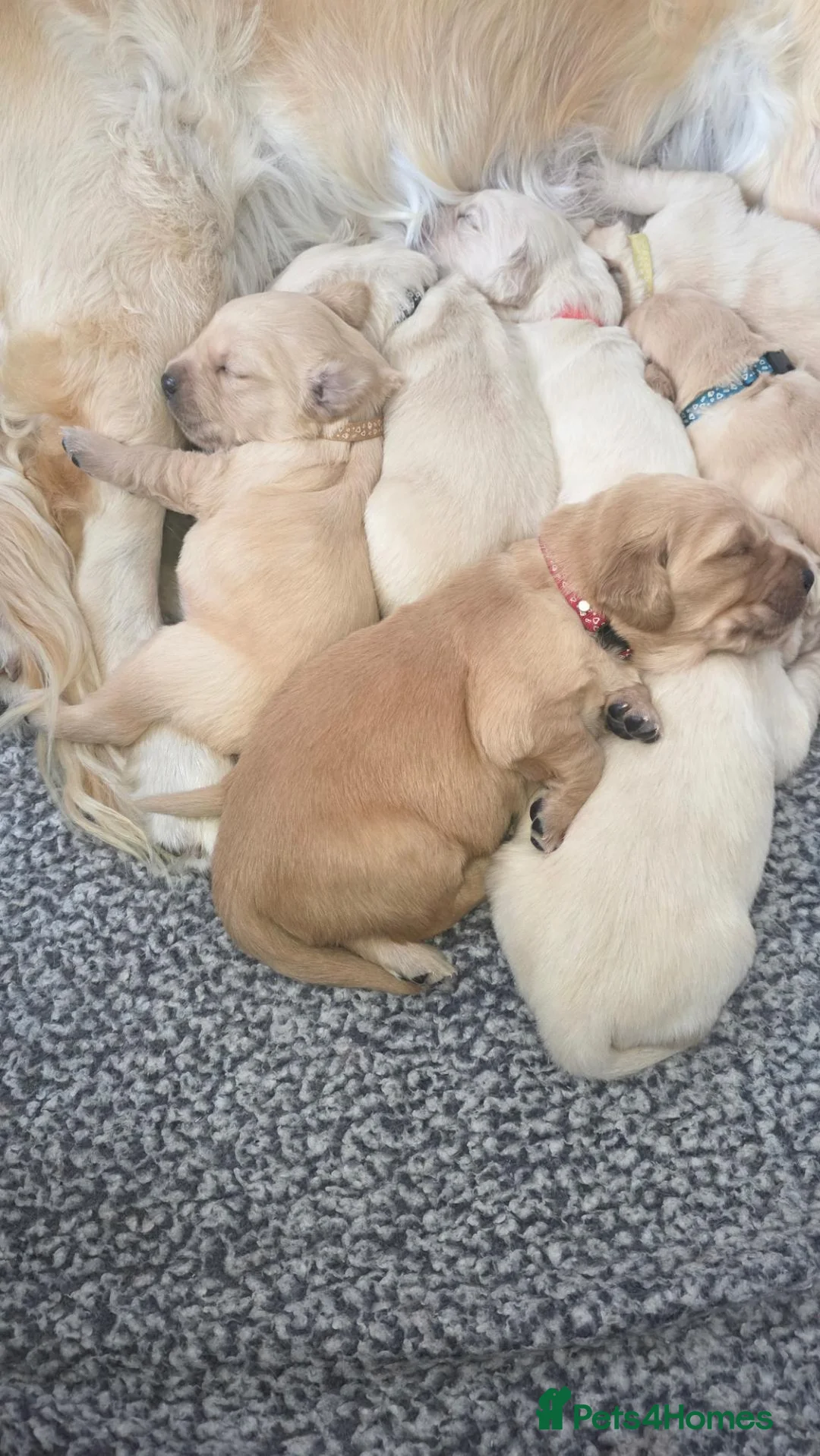 Golden Retriever dogs for sale: 🐶 Beautiful golden retriever puppies 🐶  - Advert 21