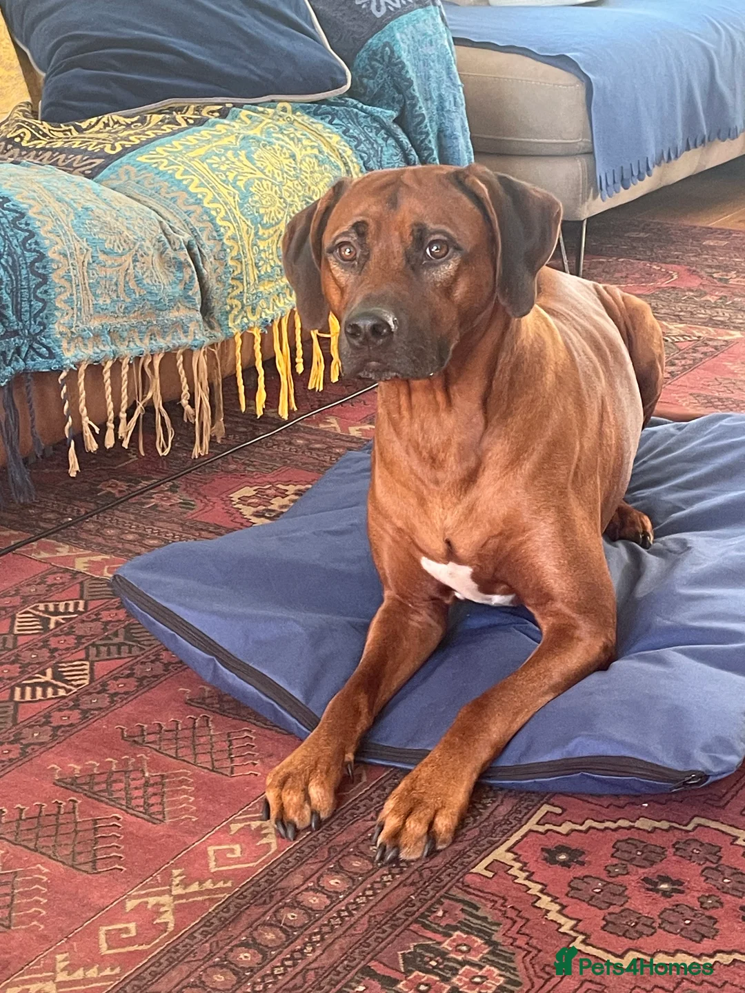 Rhodesian Ridgeback dogs for stud: Rhodesian Ridgeback Stud…. in Doncaster - Advert 4