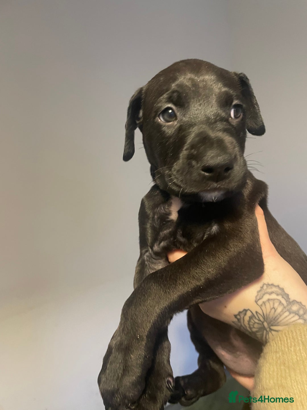 Mixed Breed dogs for sale: Doberman pups  - Advert 6