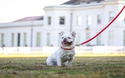 French Bulldog dogs for stud: Visual Fluffy New Shade Producer in Witham - Image 3