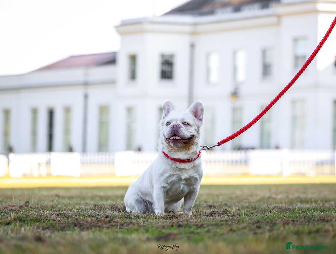 French Bulldog dogs for stud: Visual Fluffy New Shade Producer in Witham - Image 3
