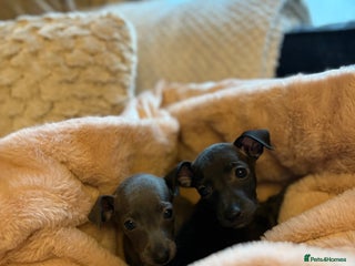 Italian Greyhound dogs - Advert 1